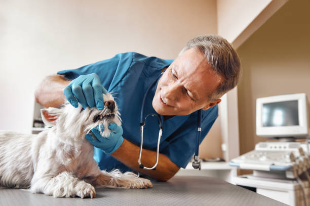 Best Emergency Broken Tooth Repair in Wallace, FL